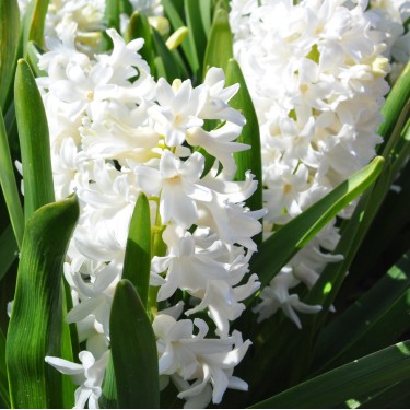 Hyacinthus orientalis 'Aiolos' Hyacinthus orientalis 'Aiolos'