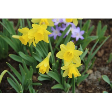 Narcissus ´Little Gem´ Narcissus ´Little Gem´