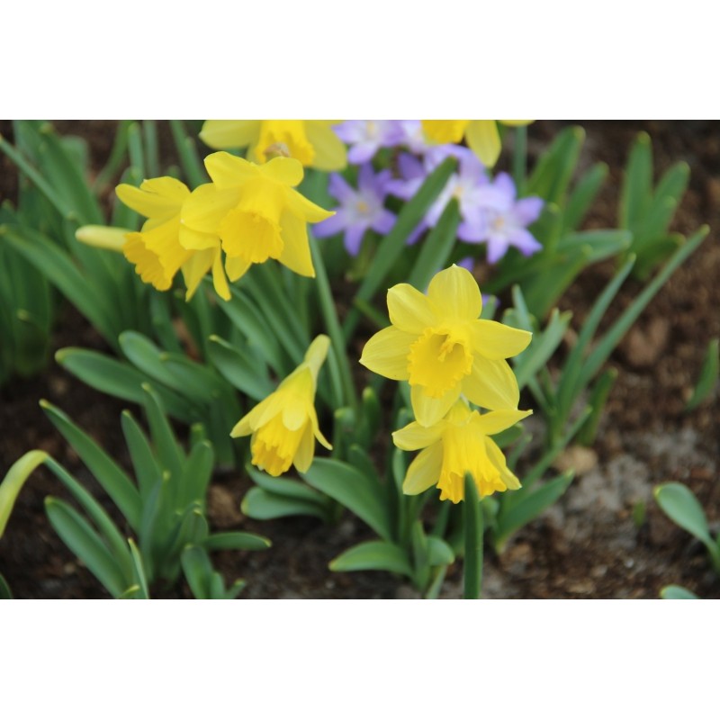 Narcissus ´Little Gem´ Narcissus ´Little Gem´