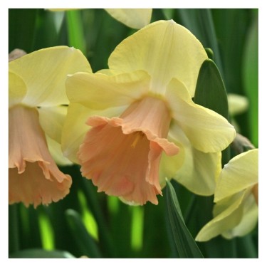 Narcissus 'Lorikeet'