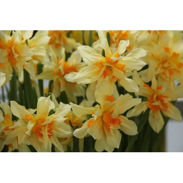 Narcissus 'Richard Bennet' Narcissus 'Richard Bennet'