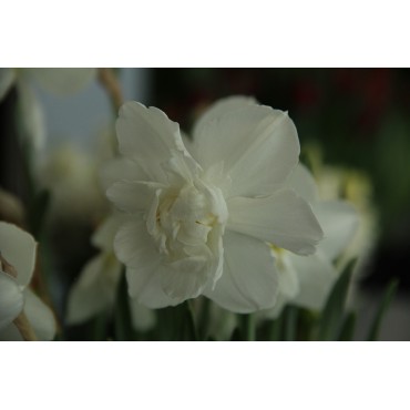 Narcissus 'Snowball'