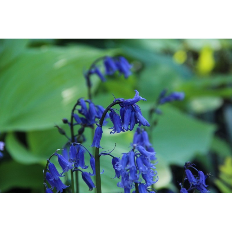 Hyacinthoides non-scripta Hyacinthoides non-scripta
