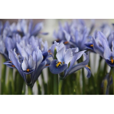 Iris reticulata 'Alida' Iris reticulata 'Alida'