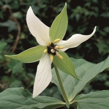 Trillium erectum forma albiflorum