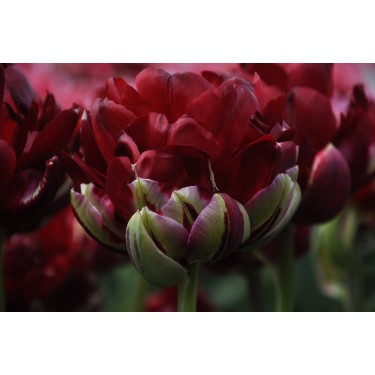 Tulipa 'Uncle Tom' Tulipa 'Uncle Tom'