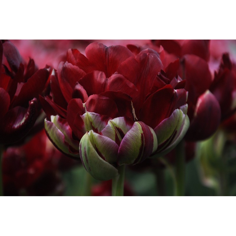 Tulipa 'Uncle Tom' Tulipa 'Uncle Tom'