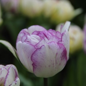 Tulipa 'Shirley Double'