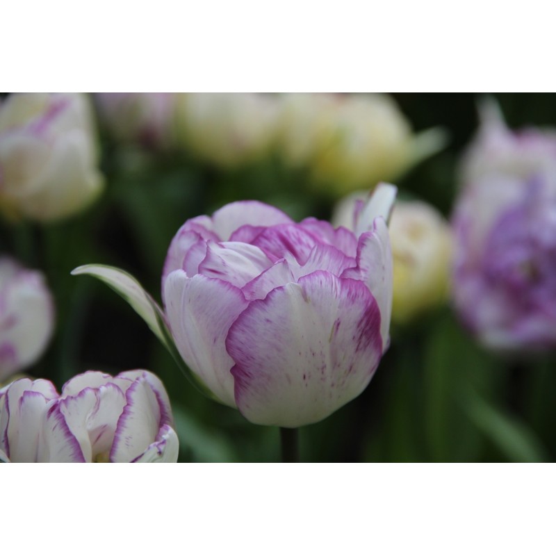Tulipa 'Shirley Double' Tulipa 'Shirley Double'