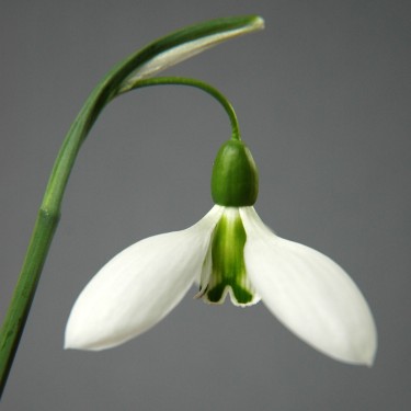 Galanthus 'Fieldgate Fugue'