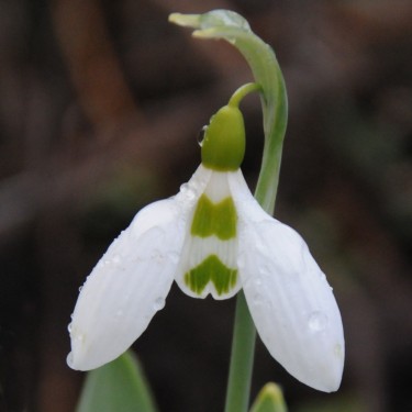 Galanthus 'Selbourne Green Tips'