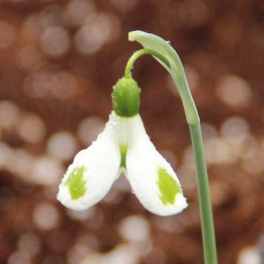 Galanthus 'Trymming'