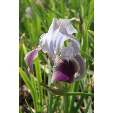 Iris hoogiana 'Antiope' Iris hoogiana 'Antiope'