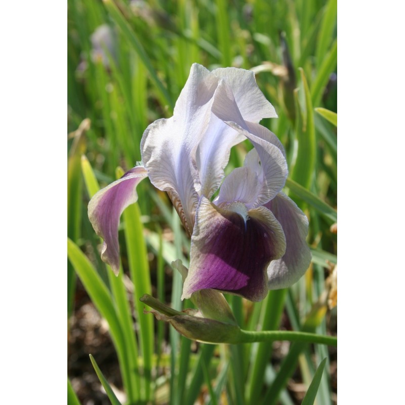 Iris hoogiana 'Antiope' Iris hoogiana 'Antiope'