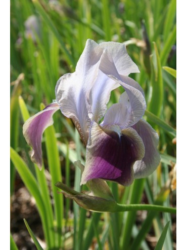 Iris hoogiana 'Antiope'