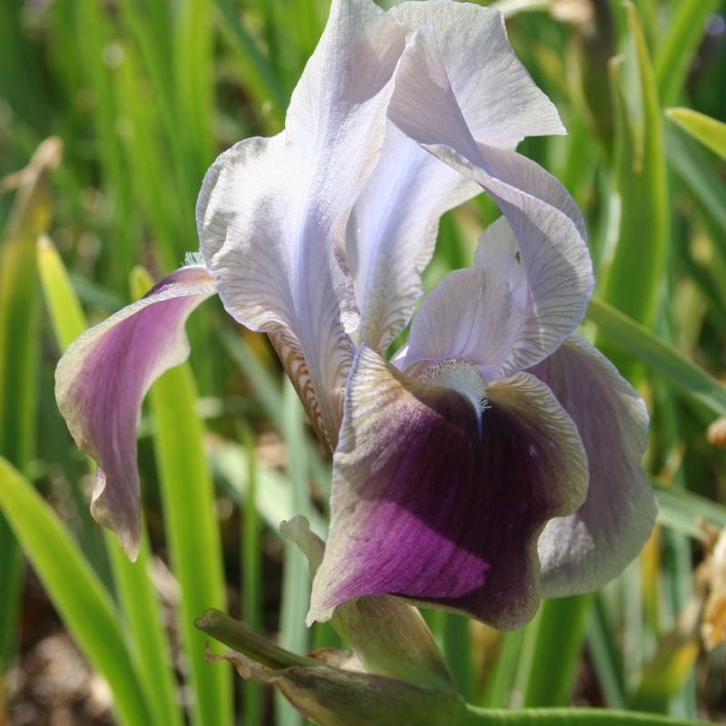Iris hoogiana 'Antiope'