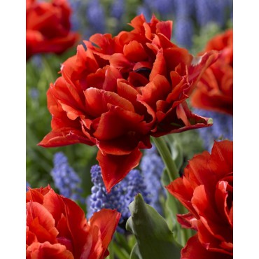 Tulipa 'Pieter Geraedts'
