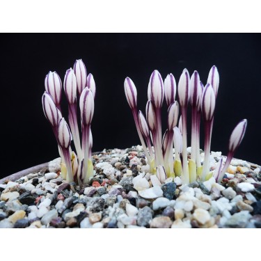 Colchicum kesselringii Colchicum kesselringii