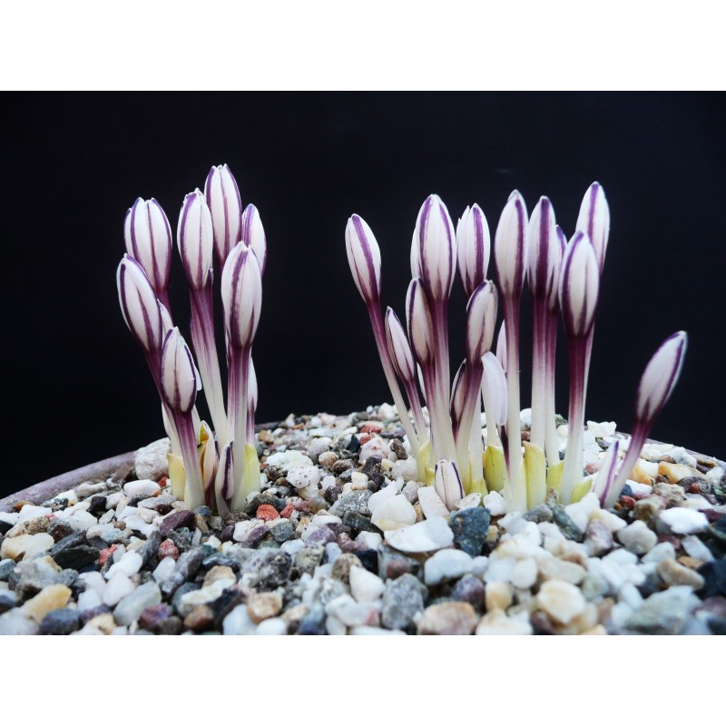 Colchicum kesselringii Colchicum kesselringii