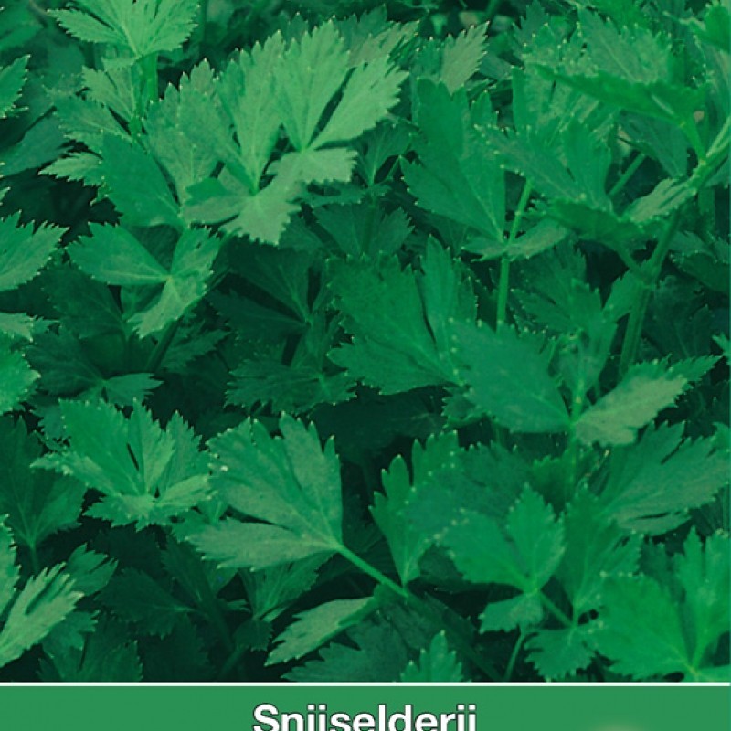 Selderij / Apium Gewone Snij Selderij / Apium Gewone Snij