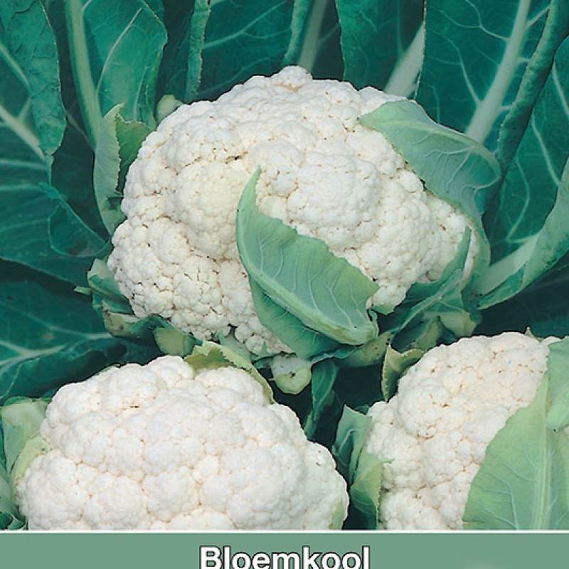Bloemkool, Brassica oleracea botrytis 'Neckarperle' Bloemkool, Brassica oleracea botrytis 'Neckarperle'