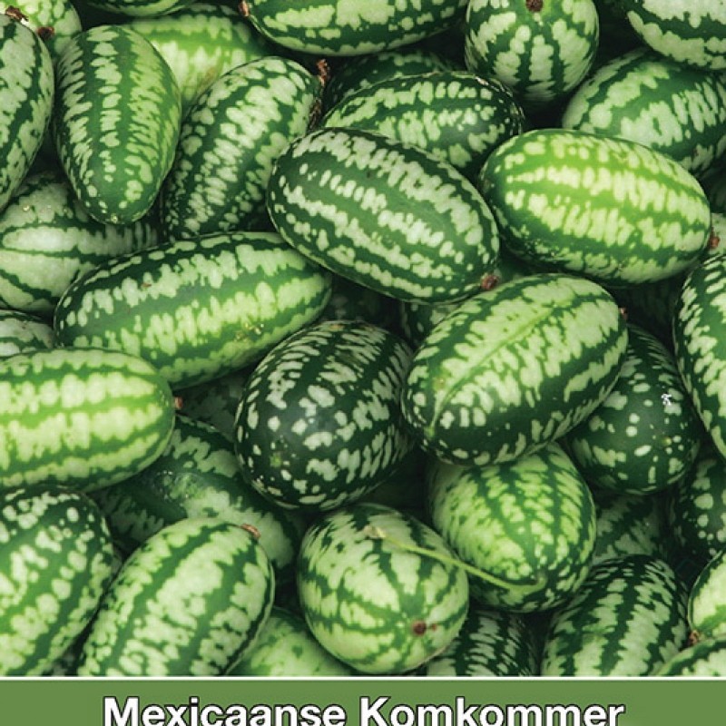 Mexicaanse Komkommer, Zehneria scabra Mexicaanse Komkommer, Zehneria scabra