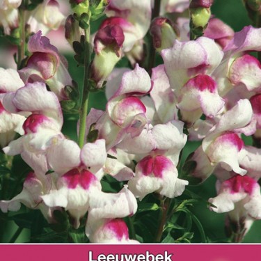 Antirrhinum majus 'Lucky Lips' Antirrhinum majus 'Lucky Lips'