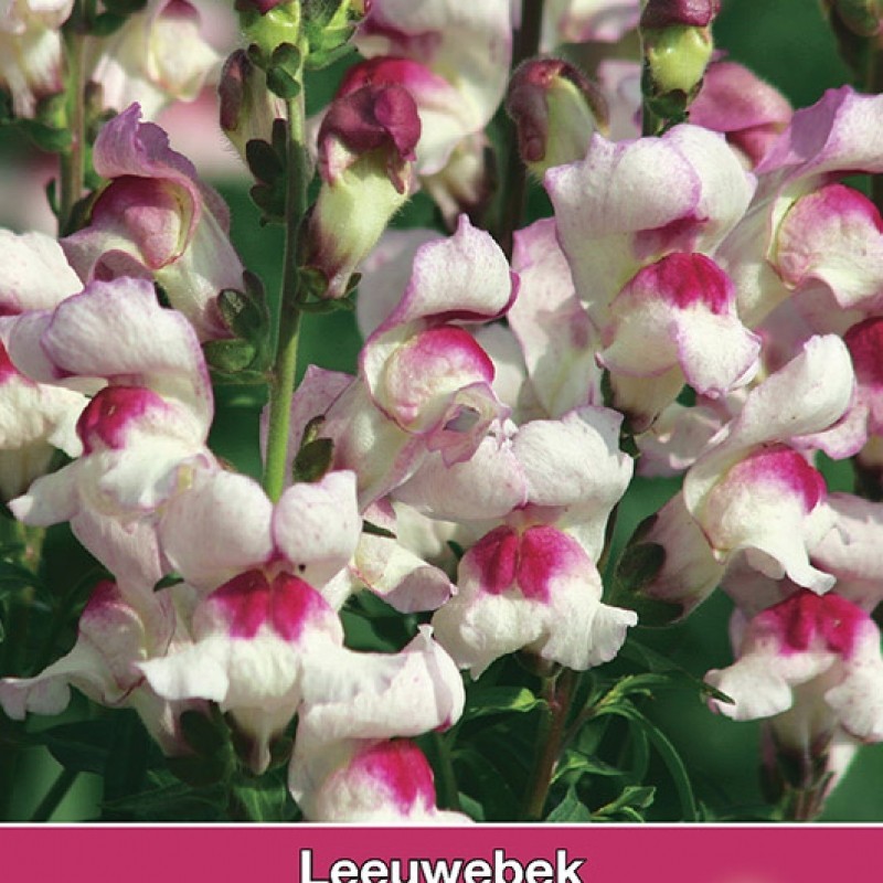 Antirrhinum majus 'Lucky Lips' Antirrhinum majus 'Lucky Lips'