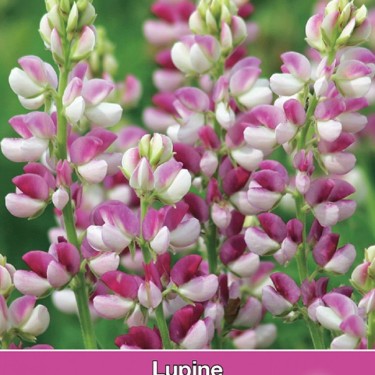 Lupinus hartwegii 'Avalune Red-White' Lupinus hartwegii 'Avalune Red-White'