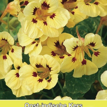 Tropaeolum majus nanum 'Cream Troika' Tropaeolum majus nanum 'Cream Troika'