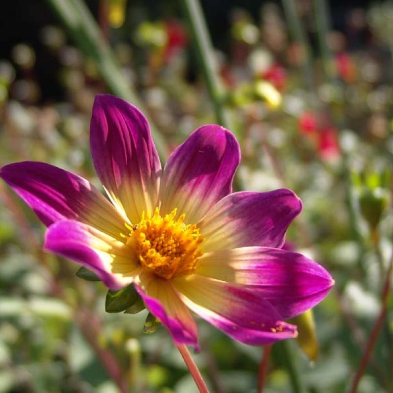 Dahlia 'Bright Eyes' Dahlia 'Bright Eyes'