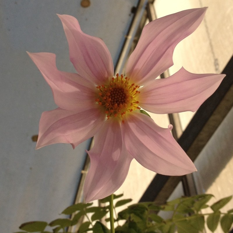 Dahlia imperialis Dahlia imperialis