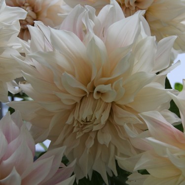 Dahlia 'Café au Lait' Dahlia 'Café au Lait'