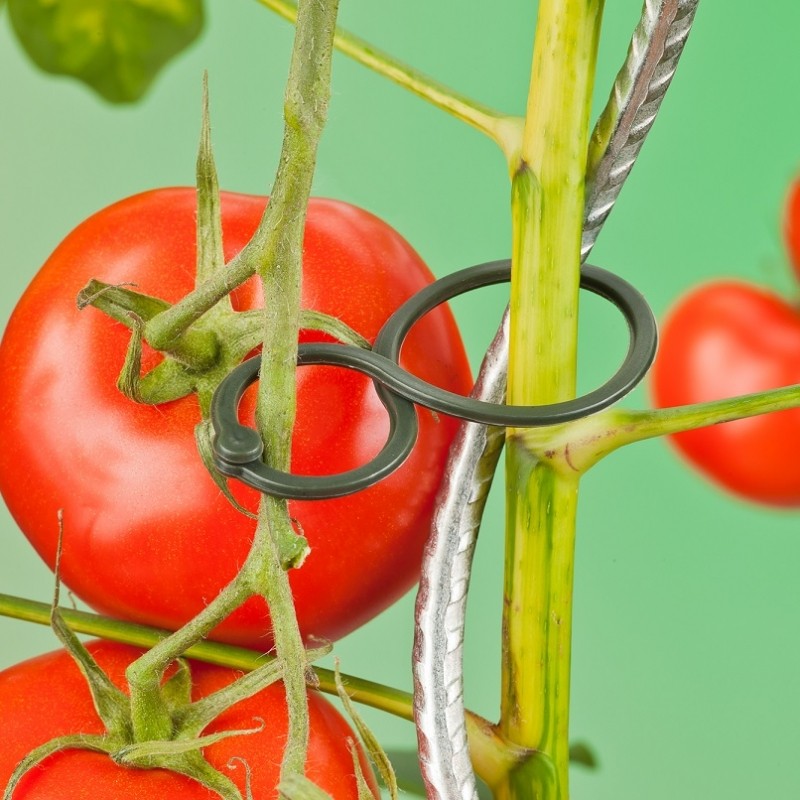 Plantenringen, tomaat