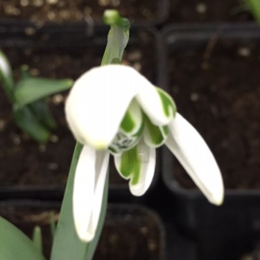 Galanthus 'Starling'