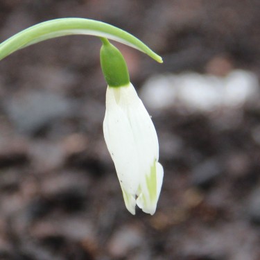 Galanthus 'John Tomlinson'