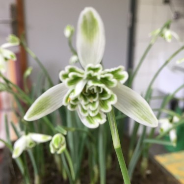Galanthus 'Hanneke' (Double Group)