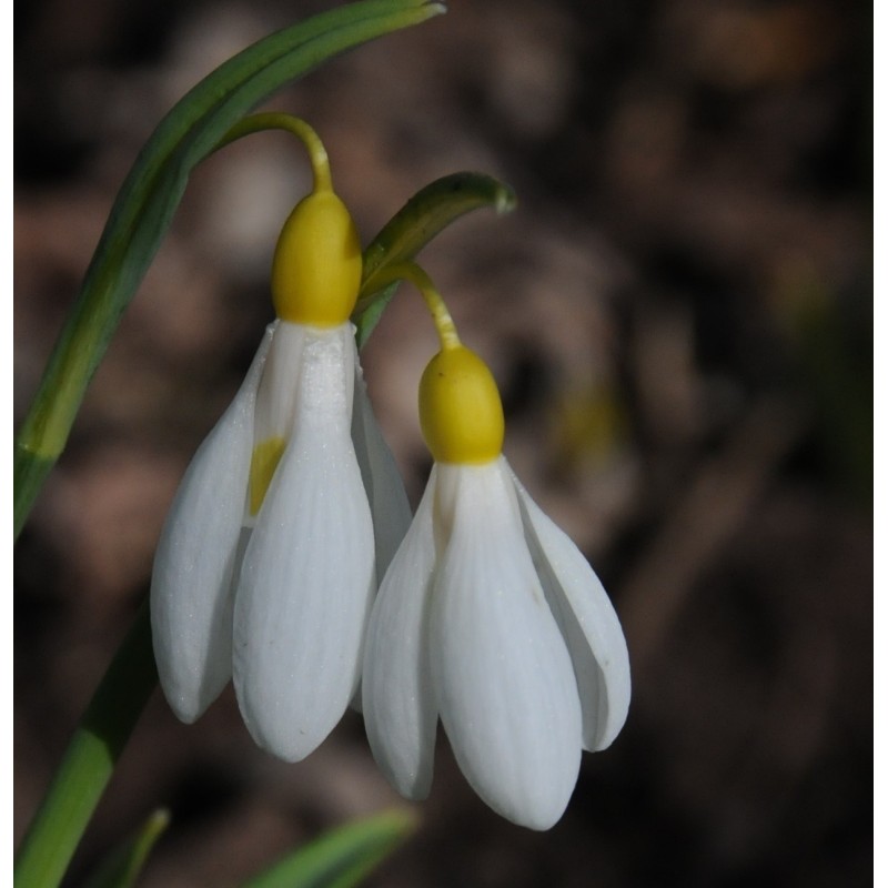 Galanthus 'Madelaine' Galanthus 'Madelaine'