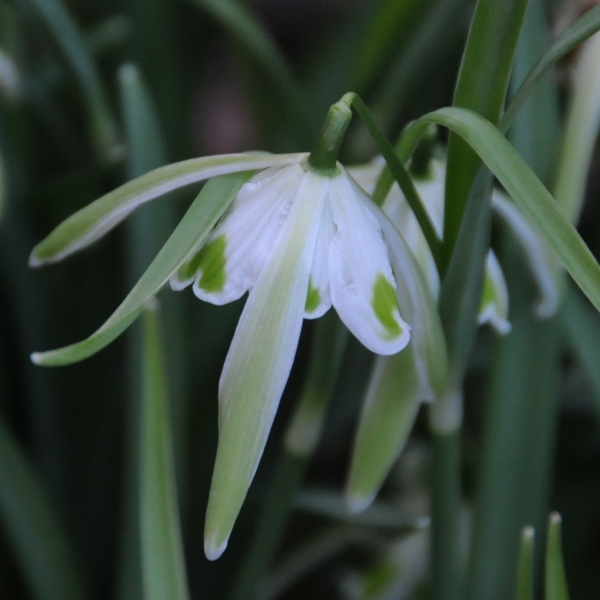 Galanthus 'Walrus' (Double Group)