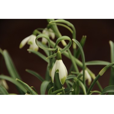 Galanthus 'Warei' (Green Group) Galanthus 'Warei' (Green Group)