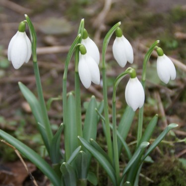 Galanthus 'White Dream' Galanthus 'White Dream'
