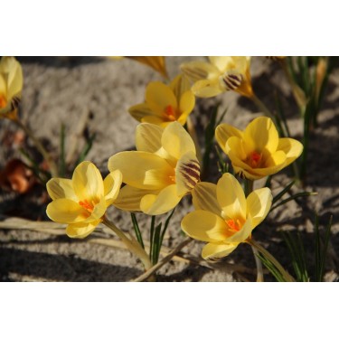 Crocus 'Gipsy Girl' Crocus 'Gipsy Girl'