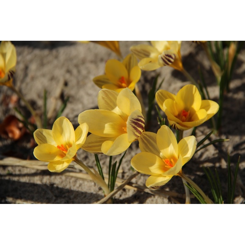 Crocus 'Gipsy Girl' Crocus 'Gipsy Girl'