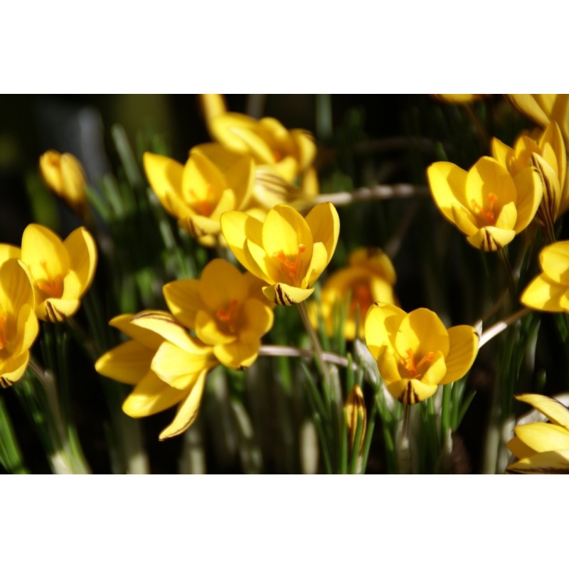 Crocus x reticulatus 'Early Gold'