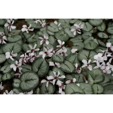 Cyclamen coum subsp. coum -wit met zilver blad-