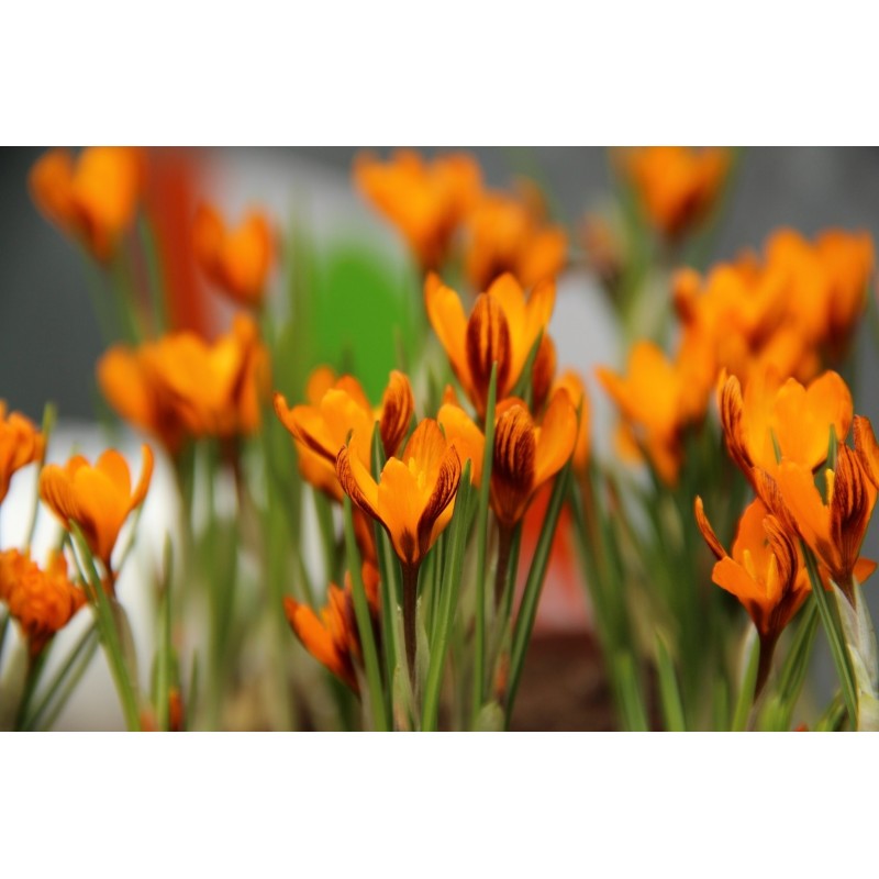 Crocus olivieri subsp. balansae ‘Orange Monarch’ Crocus olivieri subsp. balansae ‘Orange Monarch’