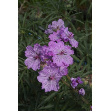 Geranium macrostylum Geranium macrostylum