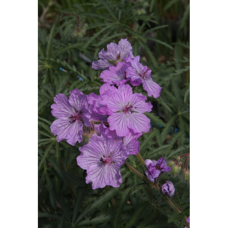 Geranium macrostylum Geranium macrostylum