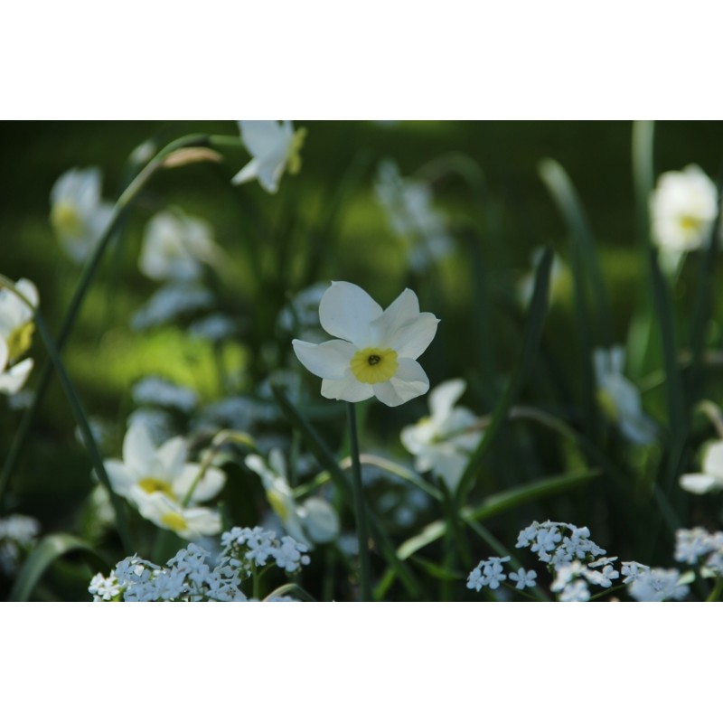 Narcissus 'Segovia' Narcissus 'Segovia'