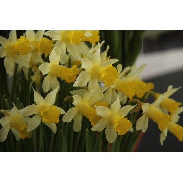Narcissus 'Topolino' Narcissus 'Topolino'
